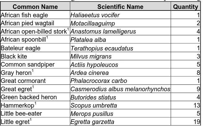 Table 2. List of fish species caught at the mangrove/palm forest transition zone.