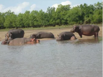 Figure 9.  Hippopotamus from Population 2 resting on the south bank of the Wami River Estuary