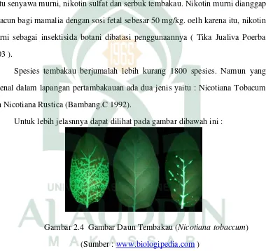 Gambar 2.4  Gambar Daun Tembakau (Nicotiana tobaccum) 