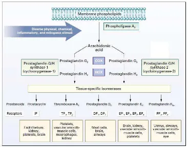 Gambar 1. Diagram mediator-mediator inflamasi, prostaglandin dan tromboksan yang dihasilkan akibat perombakan fosfolipid melalui enzim siklooksigenase (Fitzgerald et al., 2001) 