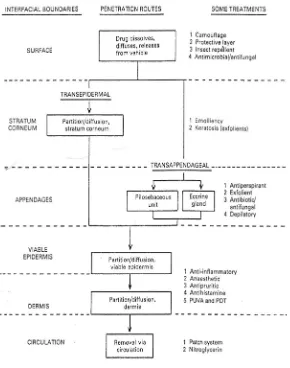 Gambar 9. Skema penghantaran obat secara transdermal (Gunani, 2009) 