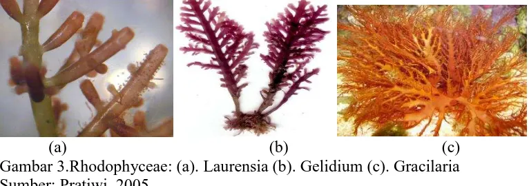 Gambar 1.Chlorophyceae: (a). Ulva (b). Chlorella (c). Spirogyra  Sumber: Sudjadi Bagot, dan Laila Siti, 2005  