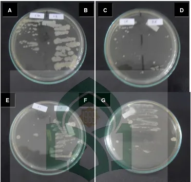 Gambar 2. Foto hasil pengujian skrining antimikroba ekstrak kental bawang 