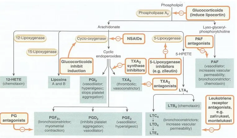 Gambar 1. Skema mediator-mediator inflamasi yang berasal dari fosfolipid beserta aksinya (Rang, Dale, Ritter, dan Moore, 2003) 