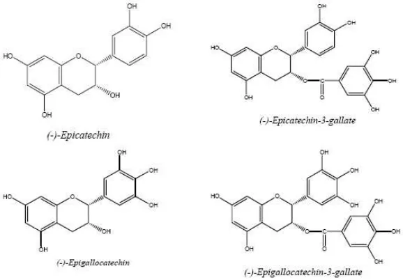 Gambar 1. Struktur epicathecin (EC), epicatechin gallate (ECG), epigallocatechin(EGC) dan epigallocathecin gallate (EGCG) (Svabodova dkk, 2003) 