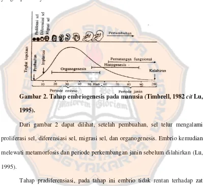 Gambar 2. Tahap embriogenesis pada manusia (Timbrell, 1982 cit Lu, 
