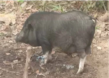 Gambar 3.   Babi bali di Nusa Penida ada warna putih pata keempat  kakinya.