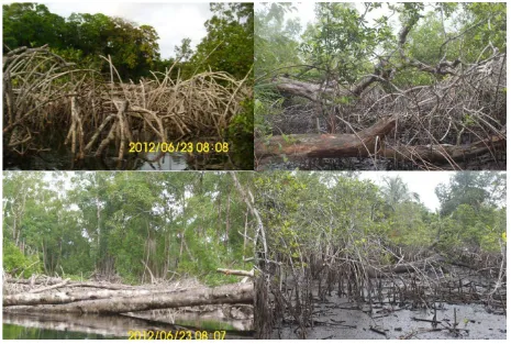 Figure 10 Some disturbed mangroves 