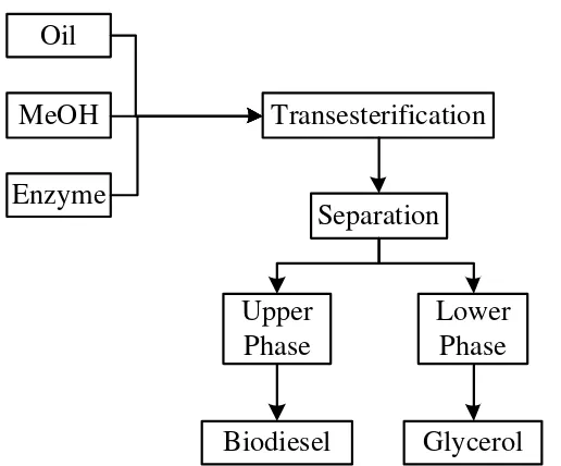 Gambar 2.5 Produksi Biodiesel dengan Proses Enzimatik [46] 