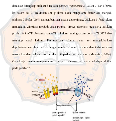 Gambar 2. Insulin memperantarai transport glukosa ke dalam sel  (Cartailler, 2004) 