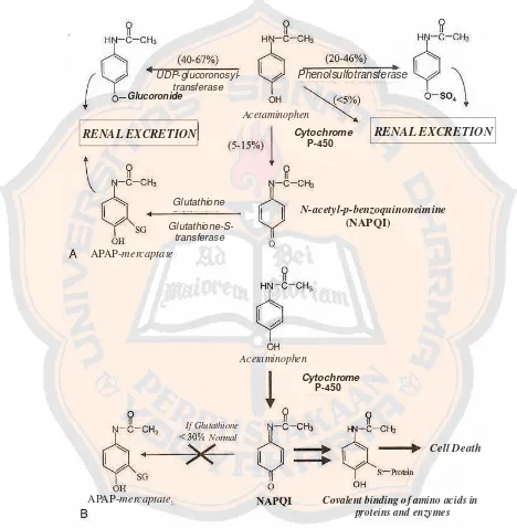 Gambar 3. Metabolisme parasetamol dan pembentukan metabolit NAPQI sertamekanismenya pada terjadinya kematian sel(Kavalci, Kavalci, dan Sezenler, 2009)