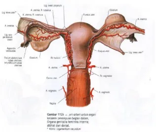Gambar 1.5 : Organ Reproduksi internal pada wanita. 