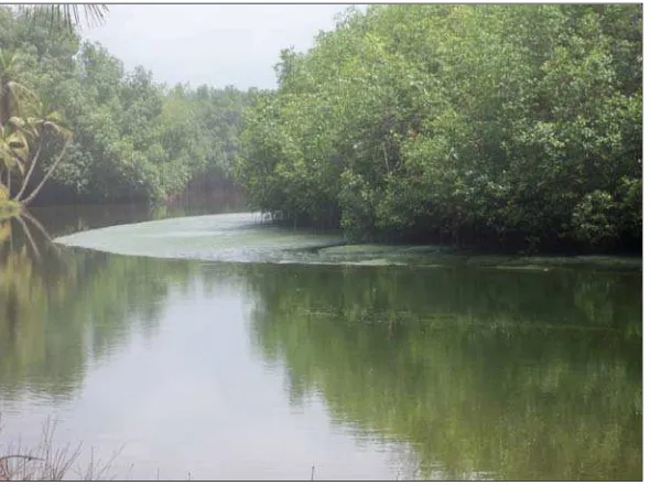 Figure 3. Domunli Lagoon with fringing mangroves and coconut trees 