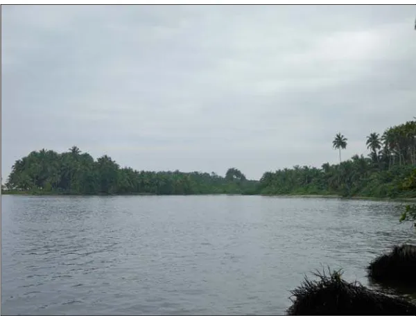 Figure 6. Amansuri outlet with fringing mangroves and coconut palm 