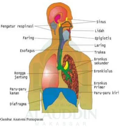 Gambar Anatomi Pernapasan 