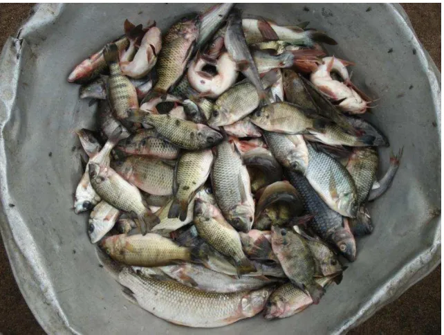 Figure 4: Mixed fish catch of small fish from the Tano Lagoon, Western Region, Ghana. 