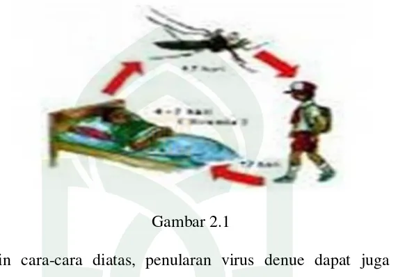 Gambar 2.1 Selain cara-cara diatas, penularan virus denue dapat juga terjadi 
