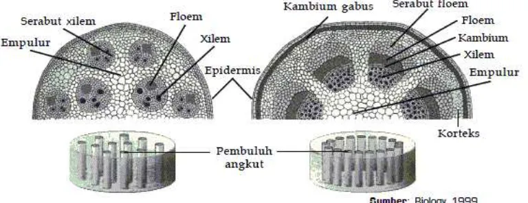 ANATOMI TUMBUHAN MONOKOTIL DAN DIKOTIL - Laporan Praktikum Biologi Id. Pdf