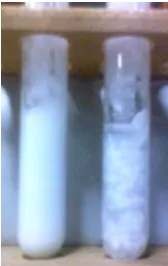 Gambar 5. Penambahan air berlebih (kiri) dan parafin cair berlebih (kanan)  terhadap lotion 