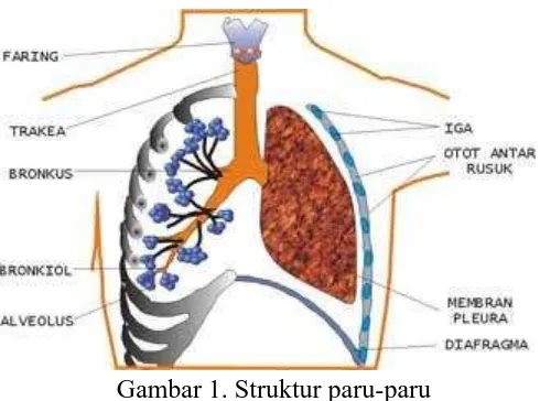 Gambar 1. Struktur paru-paru 