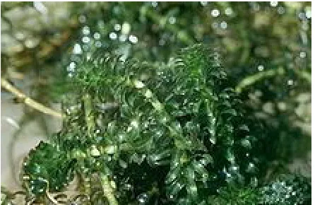Gambar 5. Hydrilla verticilliata