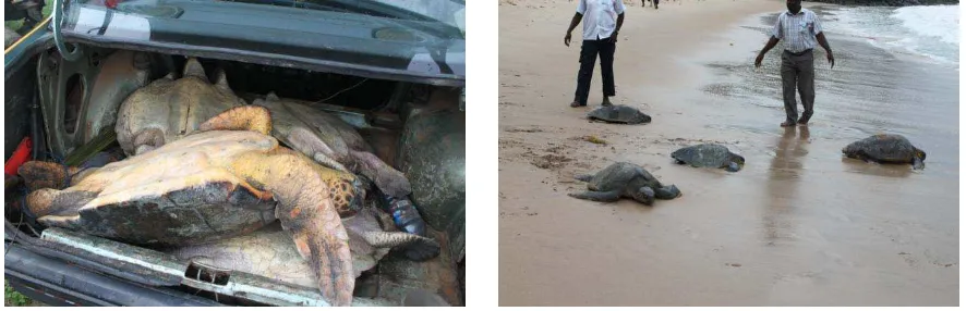 Figure 6:  Illegally caught live turtles in the trunk of a Taxi    