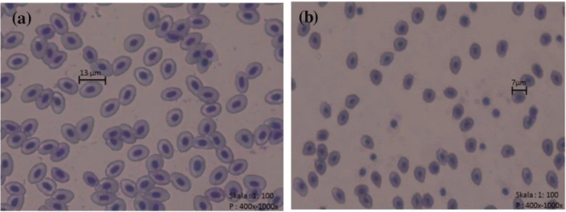 Gambar  1. Penampakan  sel  darah  merah  ikan  seurukan  (a) sel  darah merah  ikan  triploid,   (b) diameter  sel darah  ikan  normal 