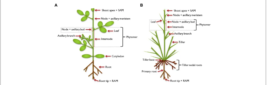FIGURE 1 | Illustration of plant architecture. Typical architecture of a dicotthe shoot as the primary growth axis of the plant by continuously initiatingphytomers, the basic modules of the plant shoot