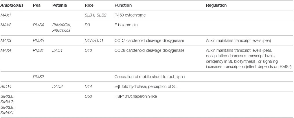 TABLE 1 | Genes involved in strigolactone biosynthesis and signaling.