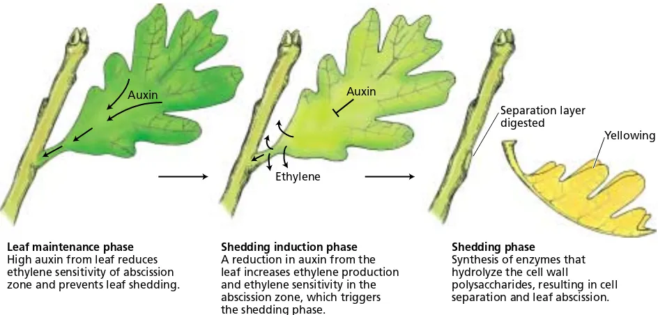 FIGURE 22.11Schematic view of the roles of auxin and eth-ylene during leaf abscission