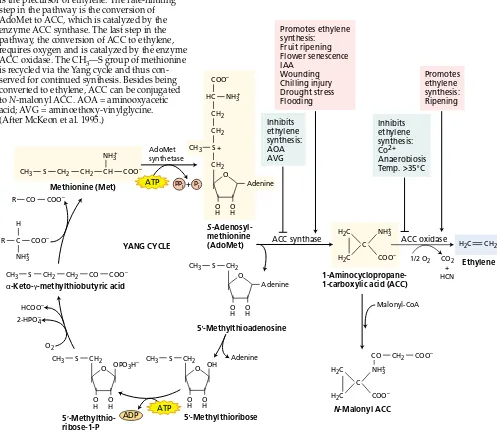 FIGURE 22.1Ethylene biosynthetic pathwayand the Yang cycle. The amino acid methionineis the precursor of ethylene