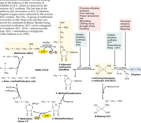 FIGURE 22.1Ethylene biosynthetic pathwayand the Yang cycle. The amino acid methionineis the precursor of ethylene