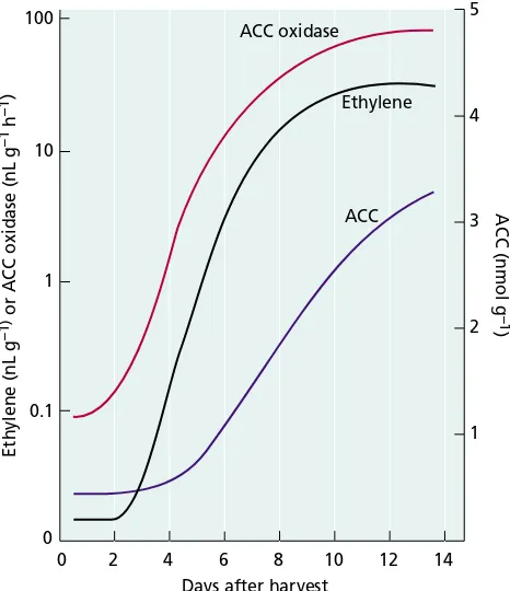 FIGURE 22.2Changes in ethylene and ACC content andACC oxidase activity during fruit ripening