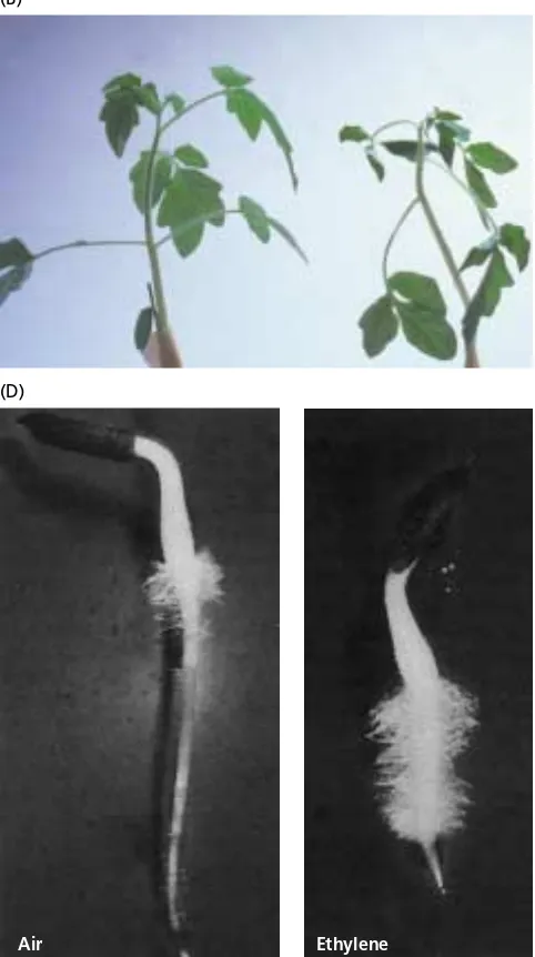 FIGURE 22.5Some physiological effects of ethylene on planttissue in various developmental stages