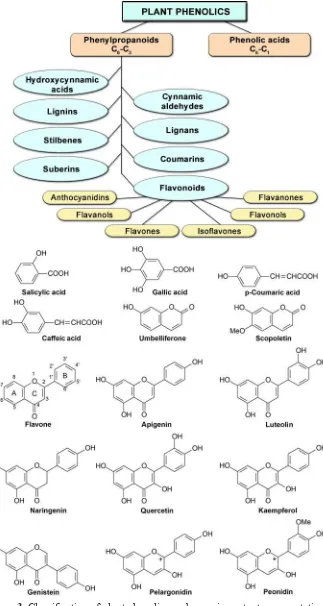 Figure 3. Classification of plant phenolics and some important representatives.