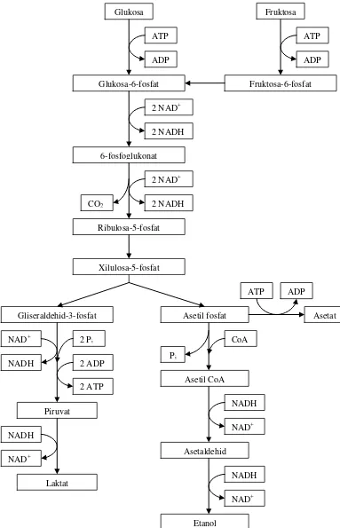 Gambar. 2  Metabolisme Heterofermentatif dari Bakteri Asam Laktat 