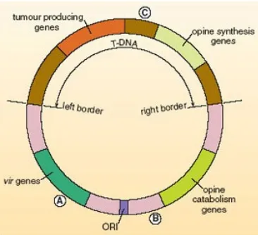 Gambar 3. Transformasi genetik tumbuhan oleh  A. tumefaciens.   A. tumefaciens memiliki satu (1)tumour-inducing (Ti) plasmid,  yang mengandung kedua gen virulen  (vir) dan satu  region (daerah)transfer-DNA (T-DNA)