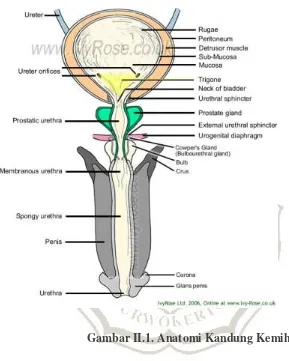 Gambar II.1. Anatomi Kandung Kemih 