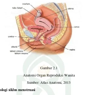 Gambar 2.1 Anatomi Organ Reproduksi Wanita 