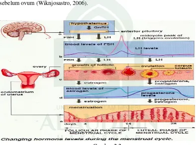 Gambar 2.2 Fisiologi Siklus Menstruasi 