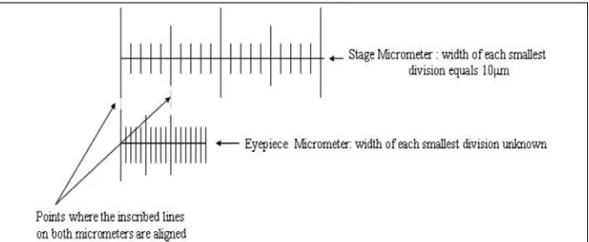 Gambar 1.4. Tampilan alignment mikrometer okuler (eyepiece micrometer) terhadap mikrometer obyektif (stage micrometer)  