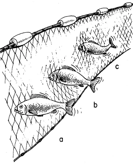 Figure 1: Gill net (dela Cruz, 1983) 