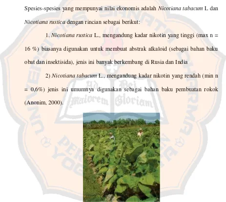 Gambar 1. Tanaman tembakau ( Nicotiana tabacum) (Hanum, 2008) 