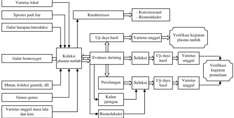Gambar 1. Alur pemanfaatan plasma nutfah padi. 