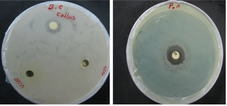 Table 1. Inhibition effect of 100 mg/ml of ethanolic extracts of some ornamental plants against the growth of four pathogenic bacteria