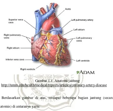 Gambar 1.1. Anatomi jantung  
