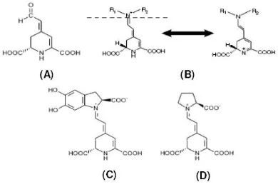 Fig. 1. Chemical structures of betalamic acid (A), betalain and its resonance (B), betanidin (C), and indicaxanthin (D) (17,18) 