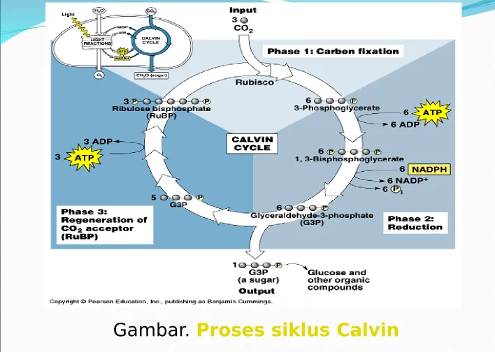 Gambar. Proses siklus Calvin