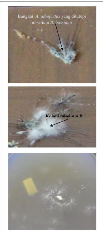 Gambar 1.  Nyamuk Ae. albopictus  betina positif  terinfeksi  B.  bassiana  hari  ke-9  (atas);  nyamuk  Ae