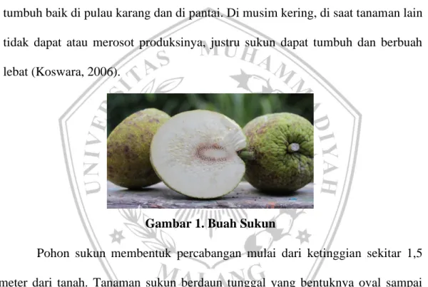 Gambar 1. Buah Sukun 